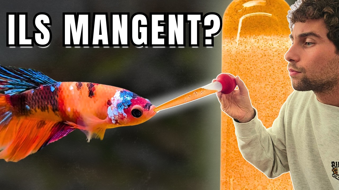 J’ai testé la nourriture vivante la plus simple pour poissons