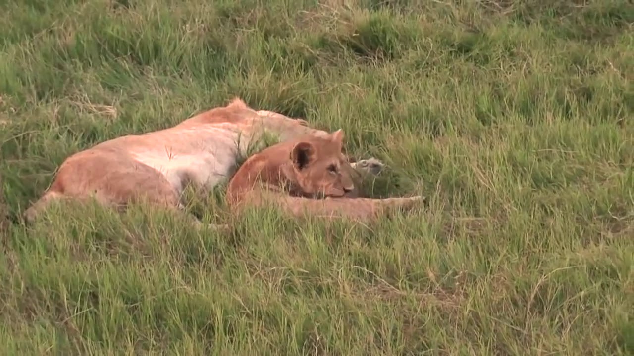 Lioness Overslept To Lose Her Cub to The Evil Hyena, Mother Lion Looking For Children in Despair