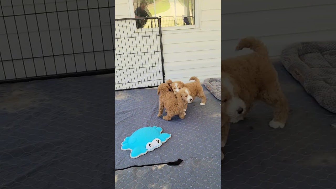 6 week pupdate-Elliannas boys 