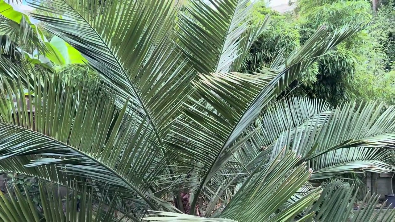 Jubaea chilensis i inne palmy Artura (Gdynia)