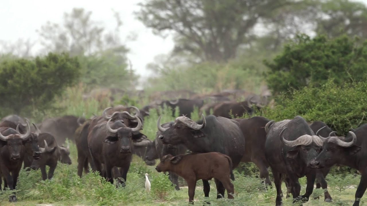 Wildlife at Little Mombo Camp
