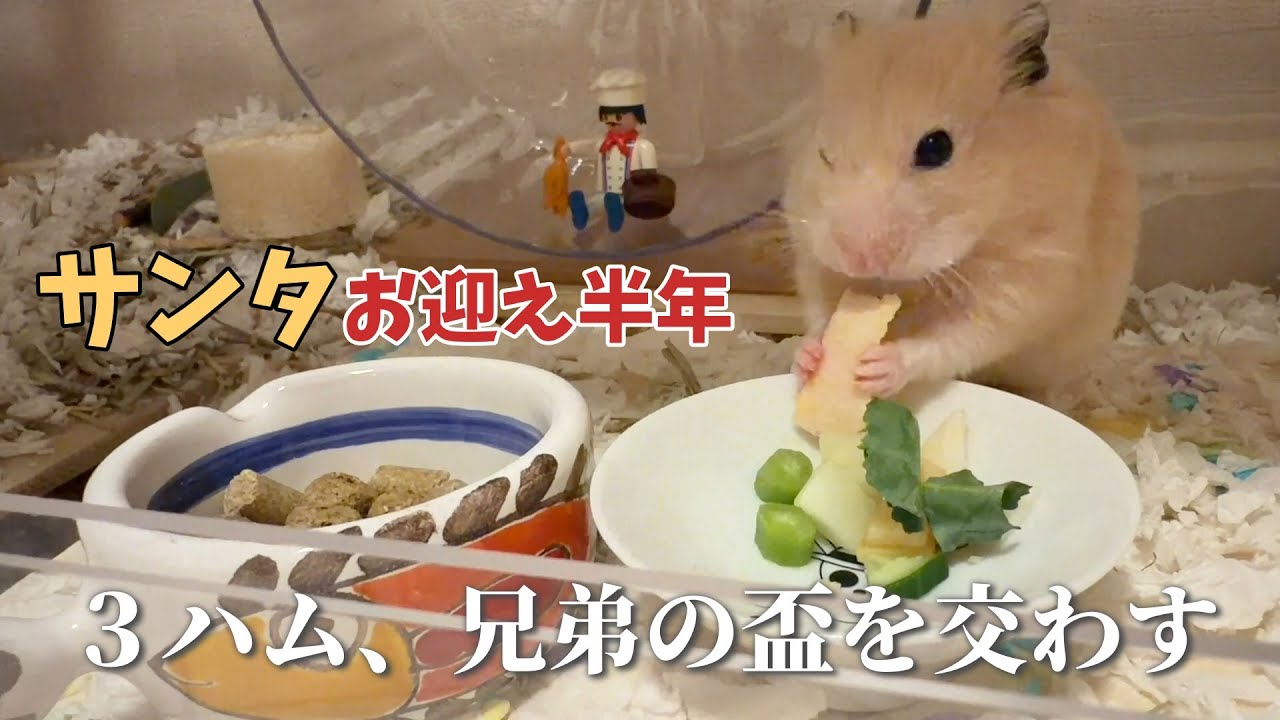 【ハム飯】元ミシュランシェフの料理で祝う！３匹のハムスター、兄弟の盃を交わす