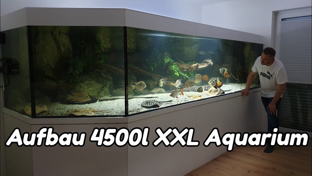 Aufbau eines 4500l XXL Aquarium AMAZONASBECKEN für Rochen, Buntbarsche, Sammler und Welse