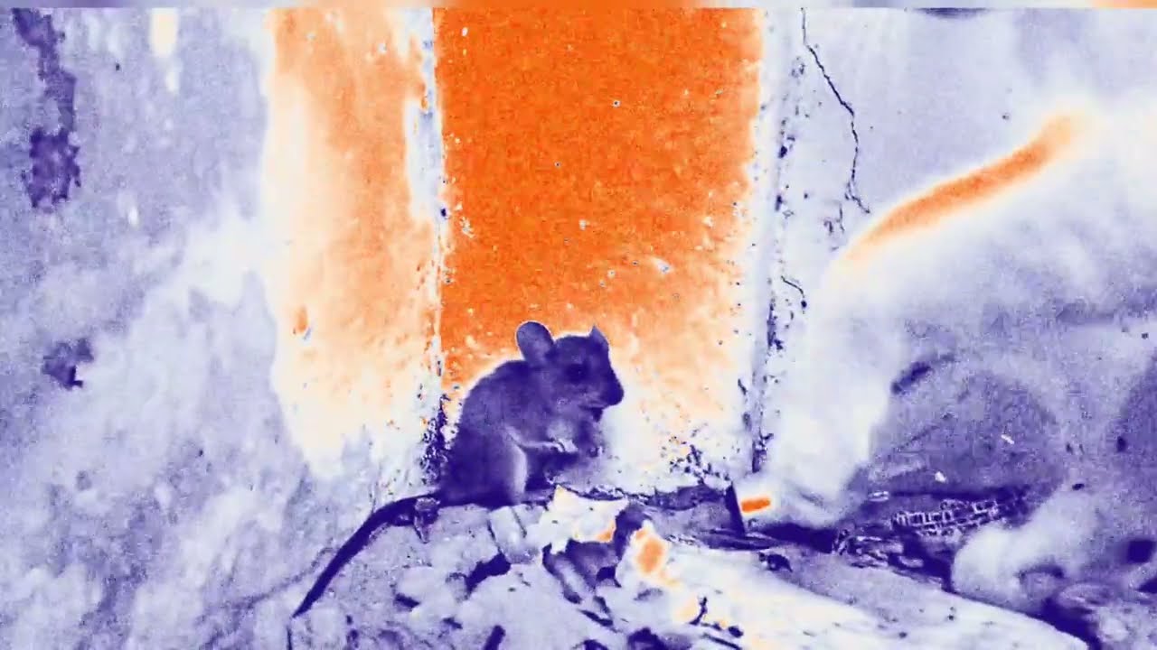 Like rats - Godflesh 