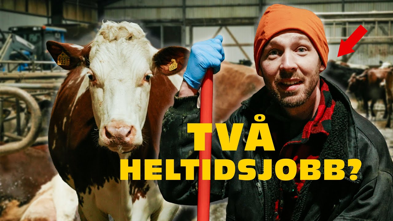 🐮Hur klarar en Bonde TV&Aring; heltidsjobb?