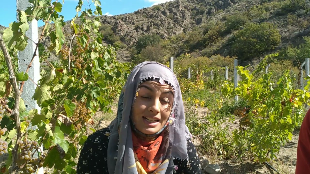 Burası Şefaatli İlçesine bağlı Cıcıklar köyü karanlık deredeki üzüm bağı Hasatı