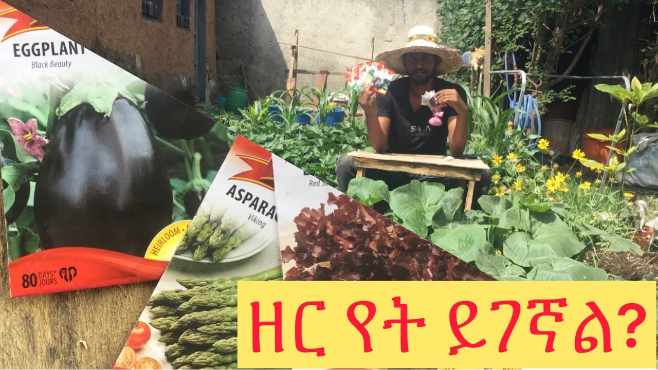 የጏሮ አትክልት ዘር የት ይገኛል?