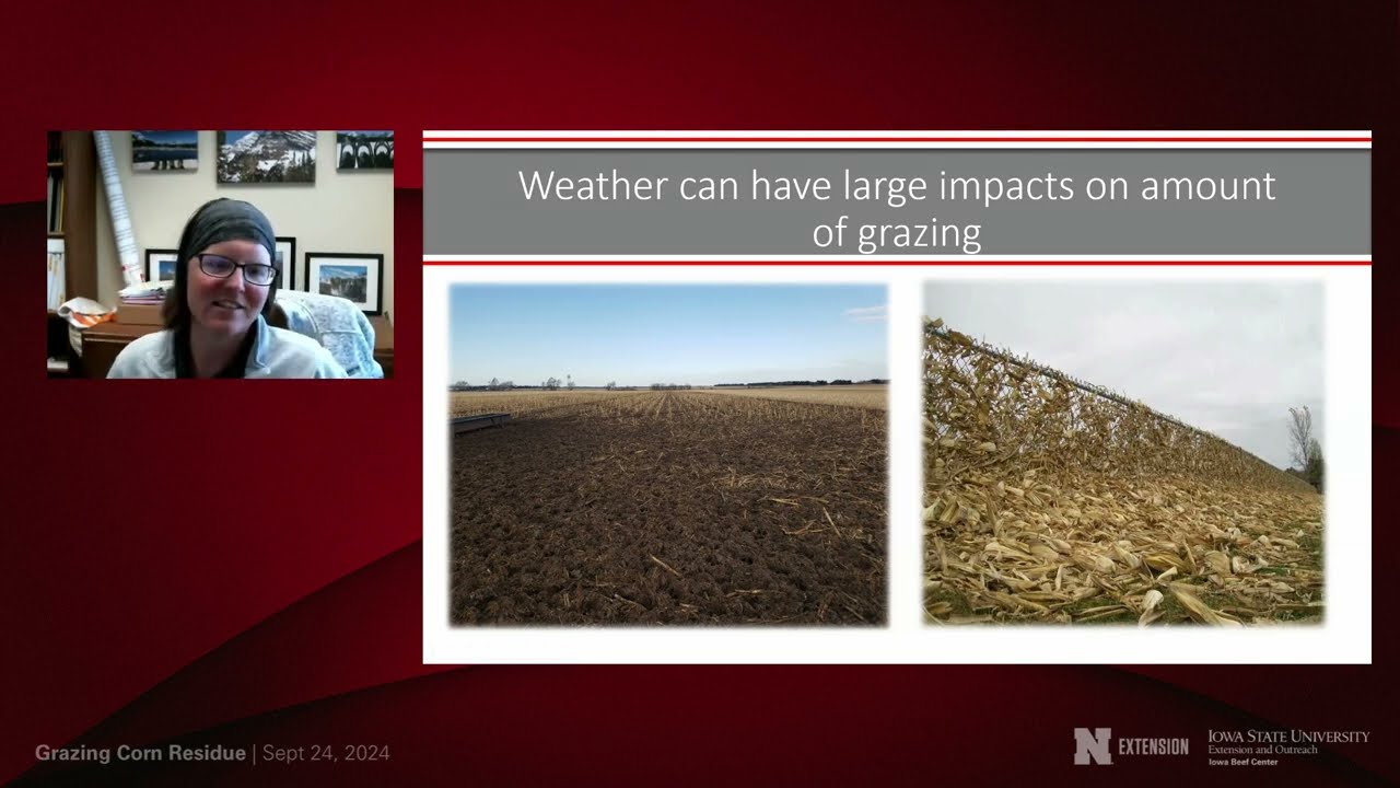 Grazing Corn Residue Determining Stocking Rates and Agronomic Impacts