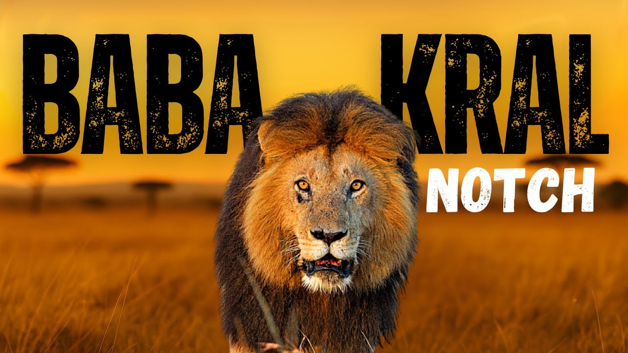Masai Mara&rsquo;nın Baba Kralı | Efsane Aslan Notch&rsquo;un Ger&ccedil;ek Hikayesi