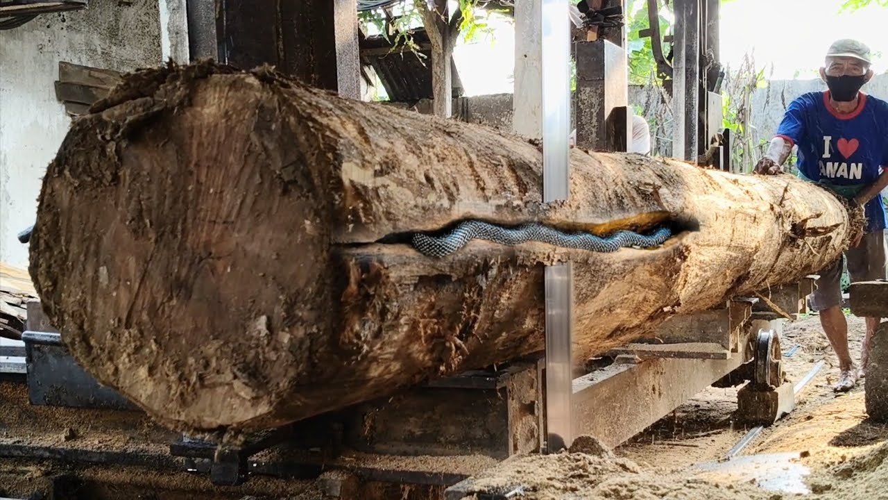 The sacred moment of sawing 390cm long teak wood