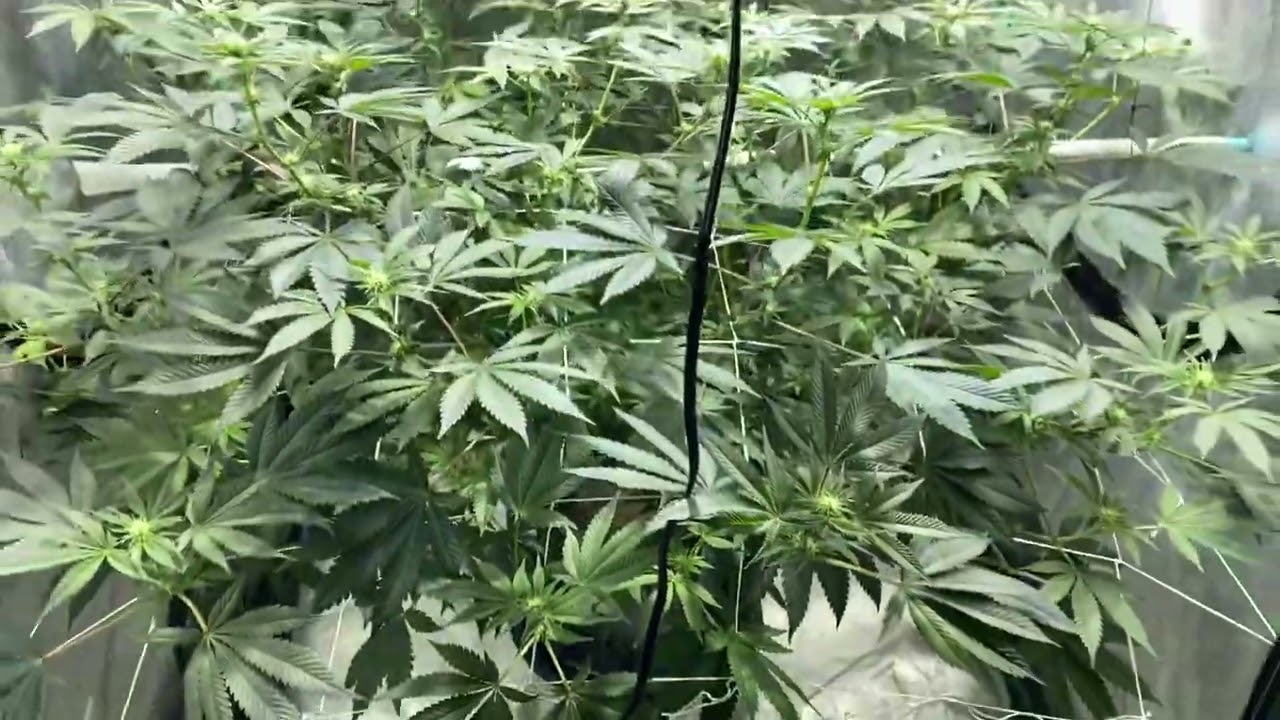 Dos Si Dos 33 day 15 flower
