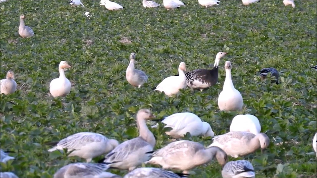 Blue Morph Snow Goose