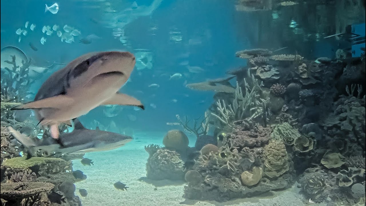 EarthCam Live:  Aquarium Cam (Baltimore, Maryland)