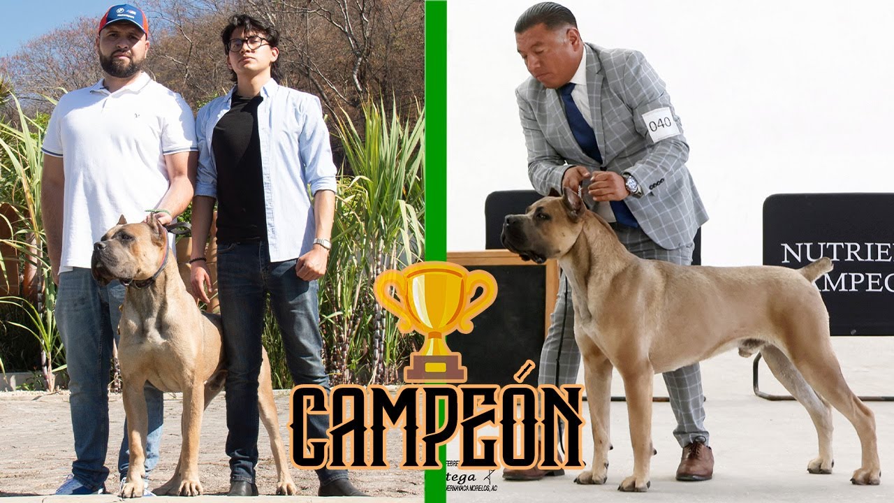 este CANE CORSO no tiene adversario