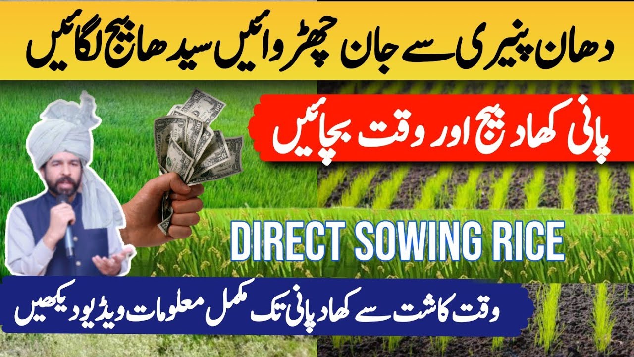 Direct Sowing Rice in Pakistan Basmati Rice Farming #ricefarming #rice #ricerecipe #ricetta #basmati