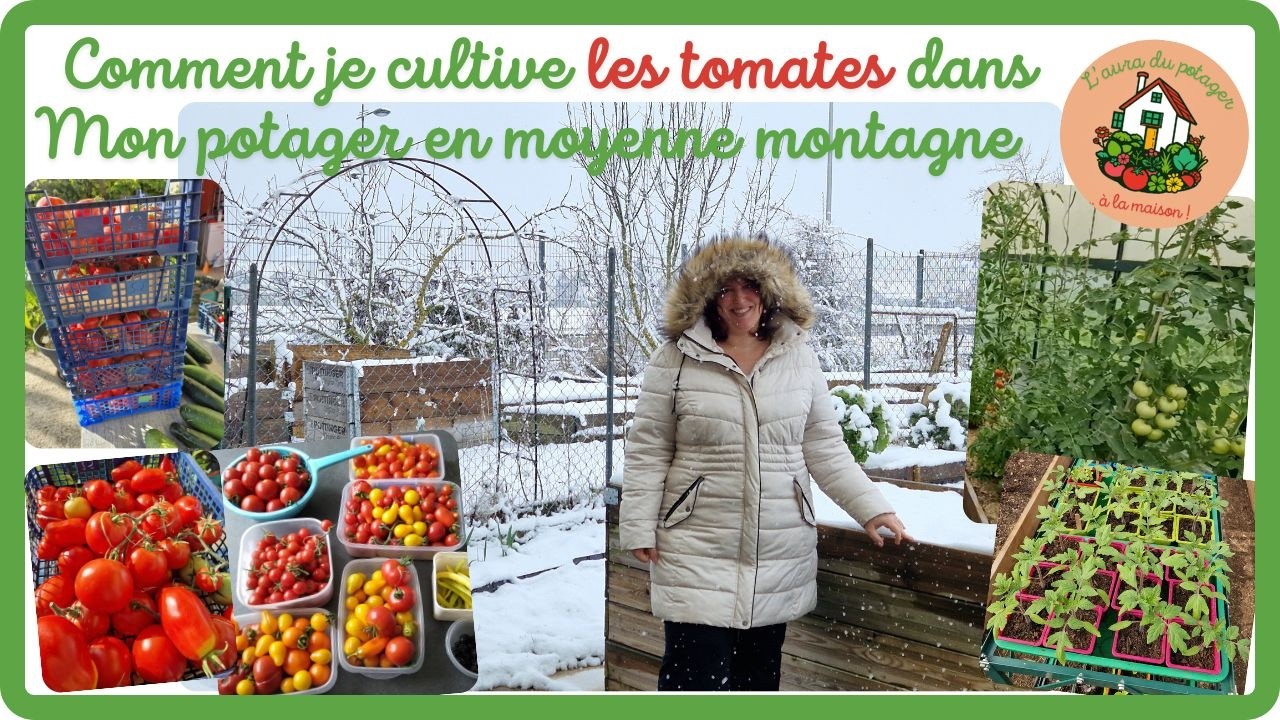 Comment cultiver les tomates en moyenne montagne : du choix de la variété à la récolte !
