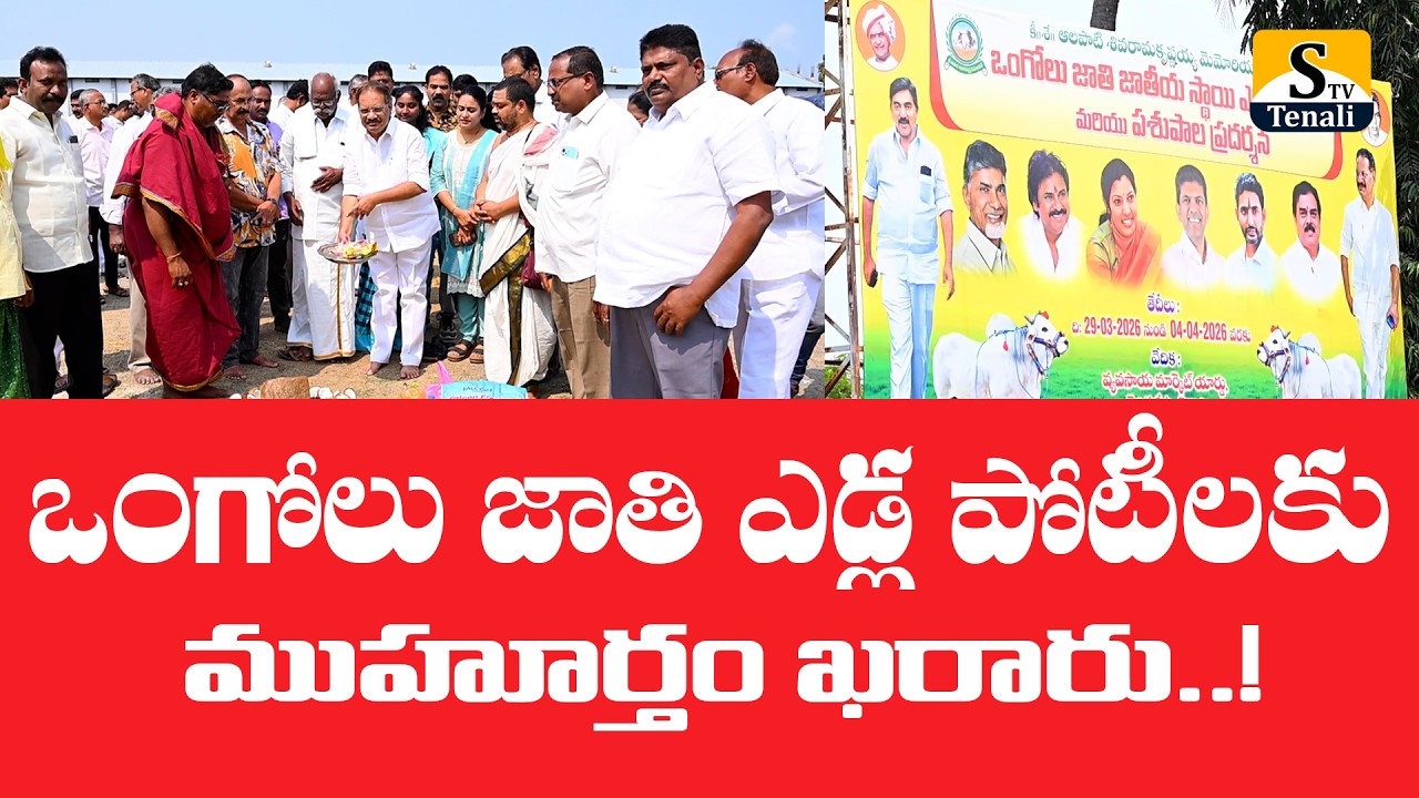 తెనాలిలో ఒంగోలు జాతి ఎడ్ల పోటీలకు ముహూర్తం ఖరారు..!|STVTENALI