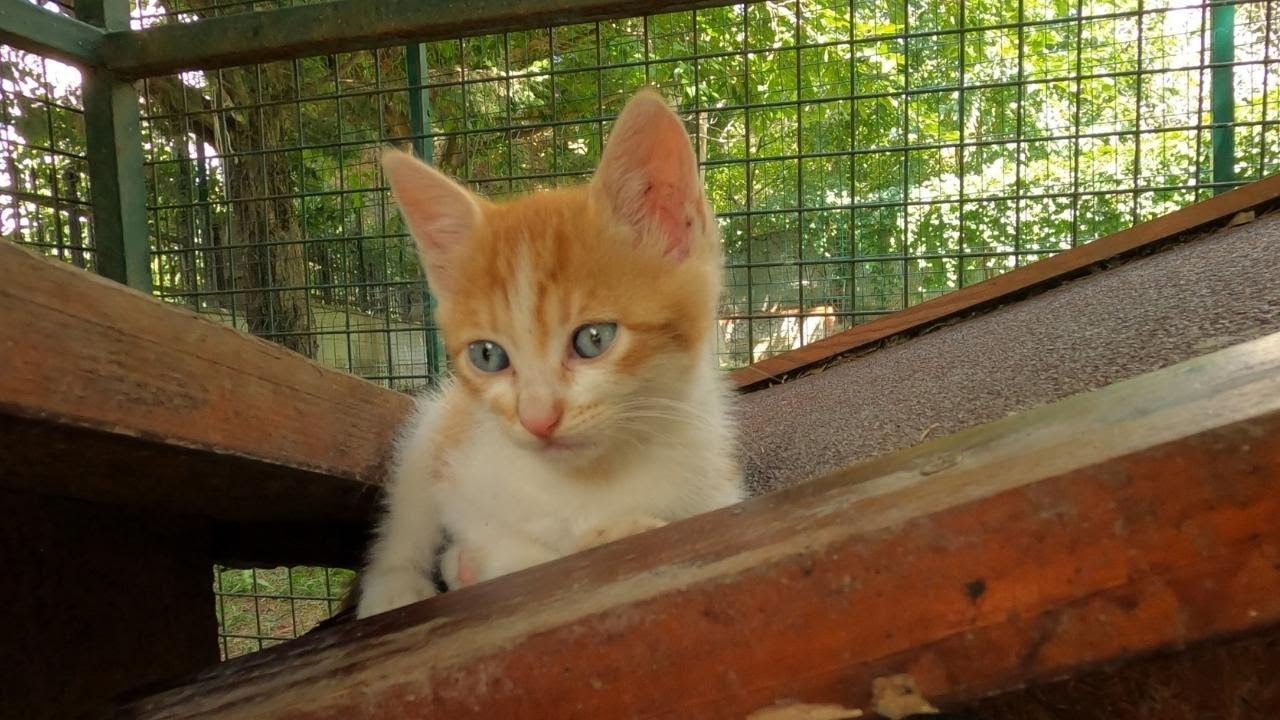 Tiny Kitten Fighting Not to Fall Asleep (But he loses)