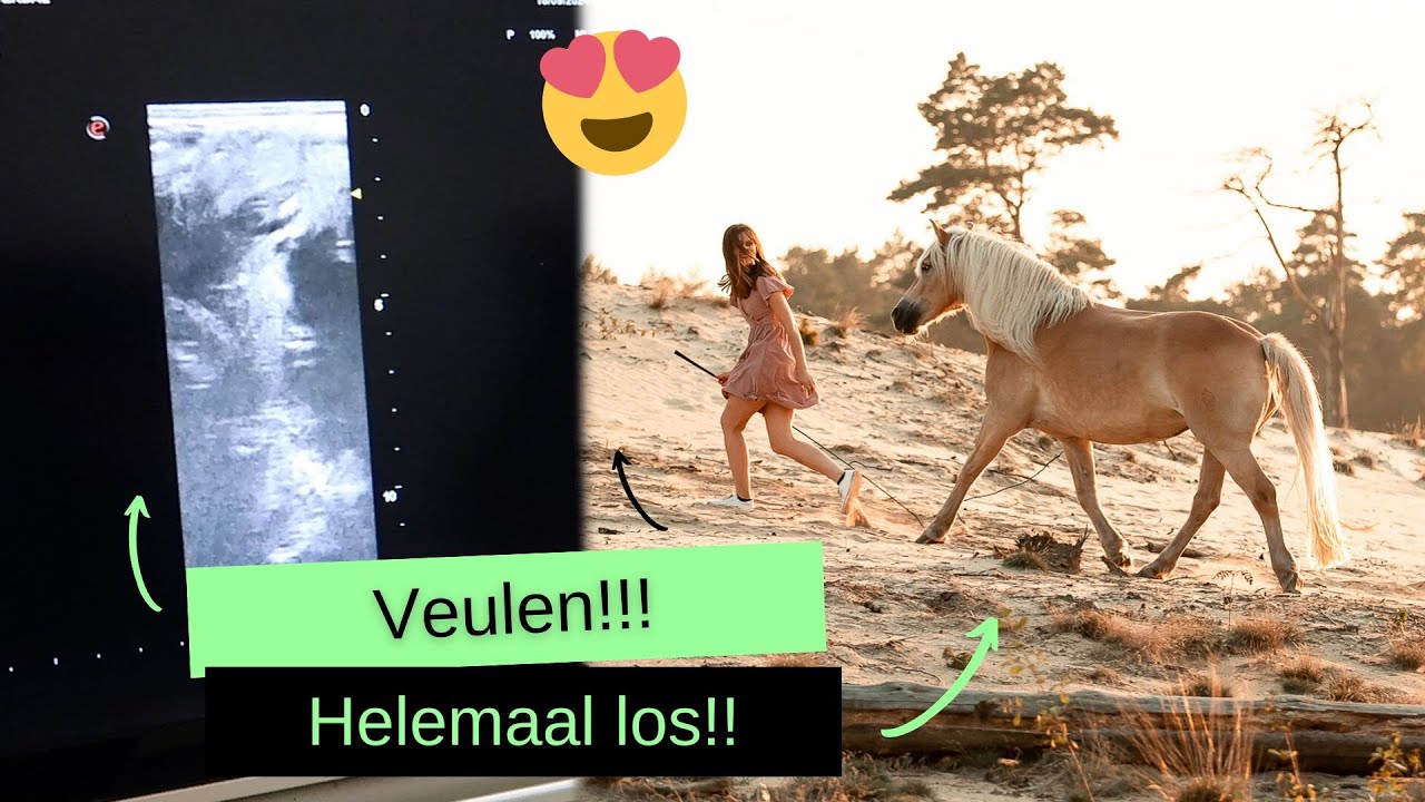 Drachtscan, MENNEN met Yuma & LOS op de ZANDVLAKTE!! | BROVENNA | VLOG 