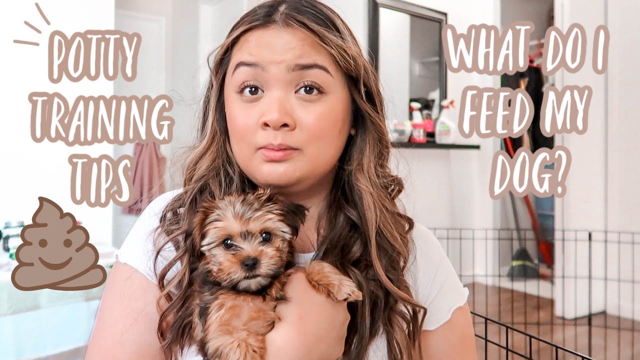 POTTY TRAINING TIPS & WHAT I FEED MY DOG | DOG VLOG