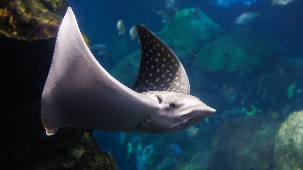 Introducing the Latest Secret Reef Residents: Spotted Eagle Rays!