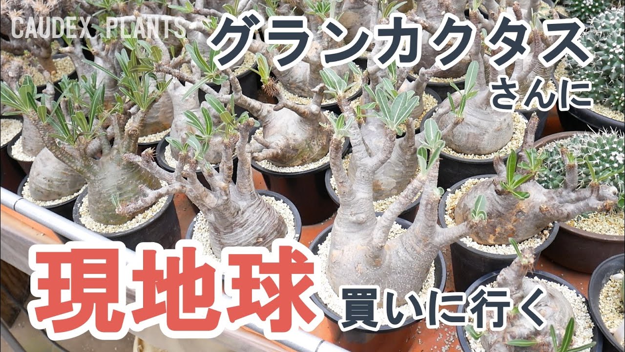 【楽園】グランカクタスさんでグラキリス現地球を初購入！有名店の品揃えがすごかった/Pachypodium Gracilius/象牙宮