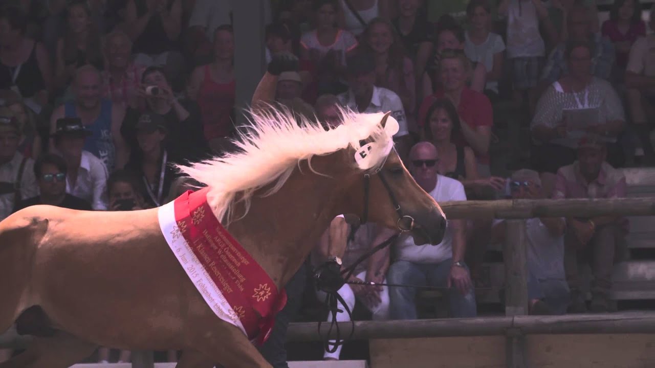 Haflinger Welt Ausstellung 2015 Ebbs Tirol - die Highlights vom Samstag