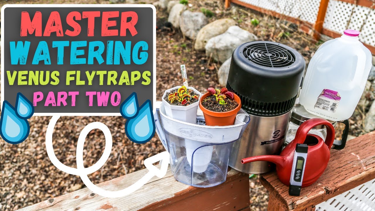 Watering Venus Flytraps Best Type - Distilled, RO, Zero, Tap? Part 2 (Updated 2023)
