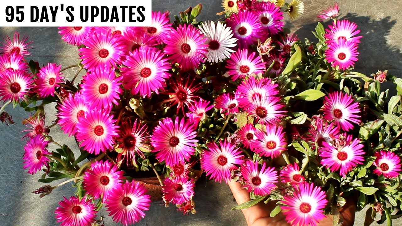 How to GROW ICE Plant/Mesembryanthemum From Seeds SUCCESSFULLY [95 Days UPDATES]