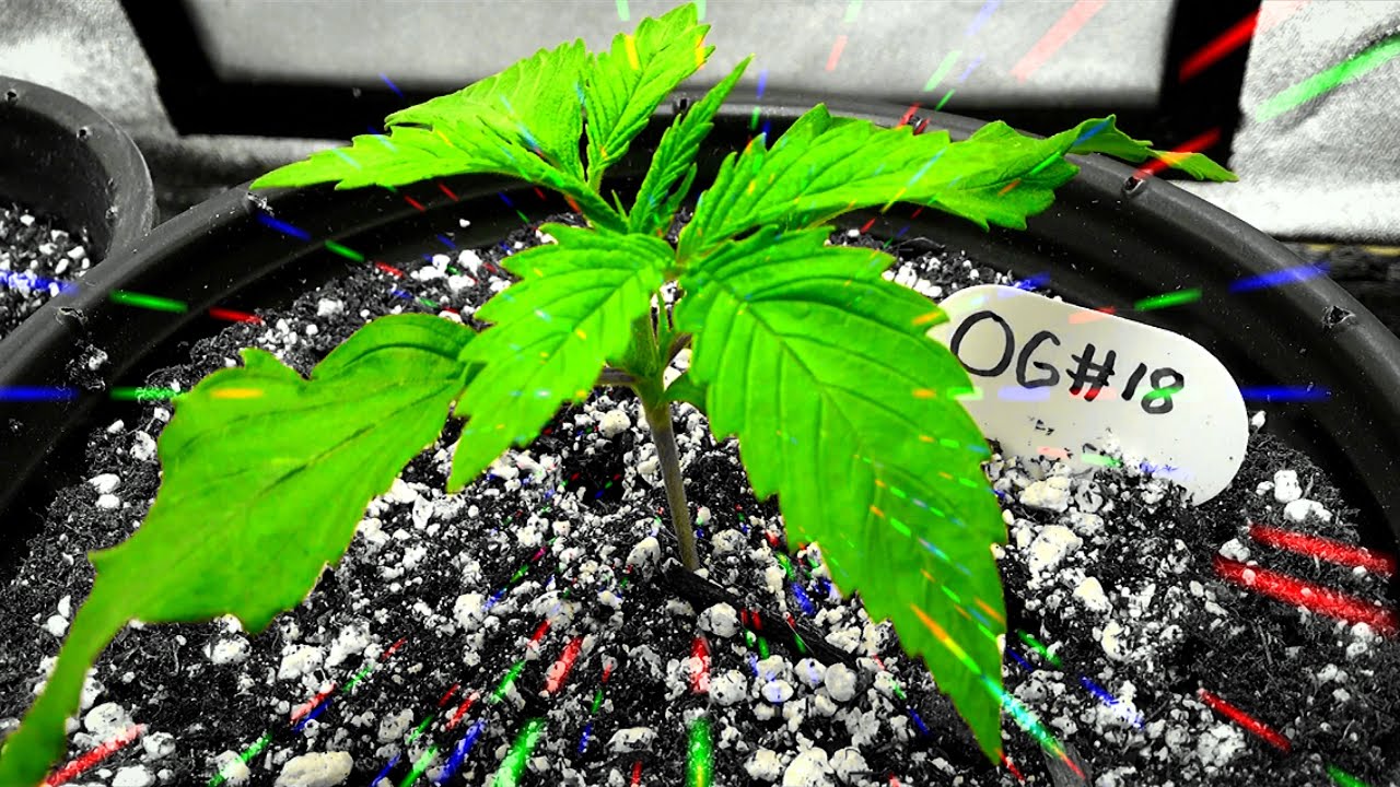 S2:E2 OG Kush Grow (Seedlings)
