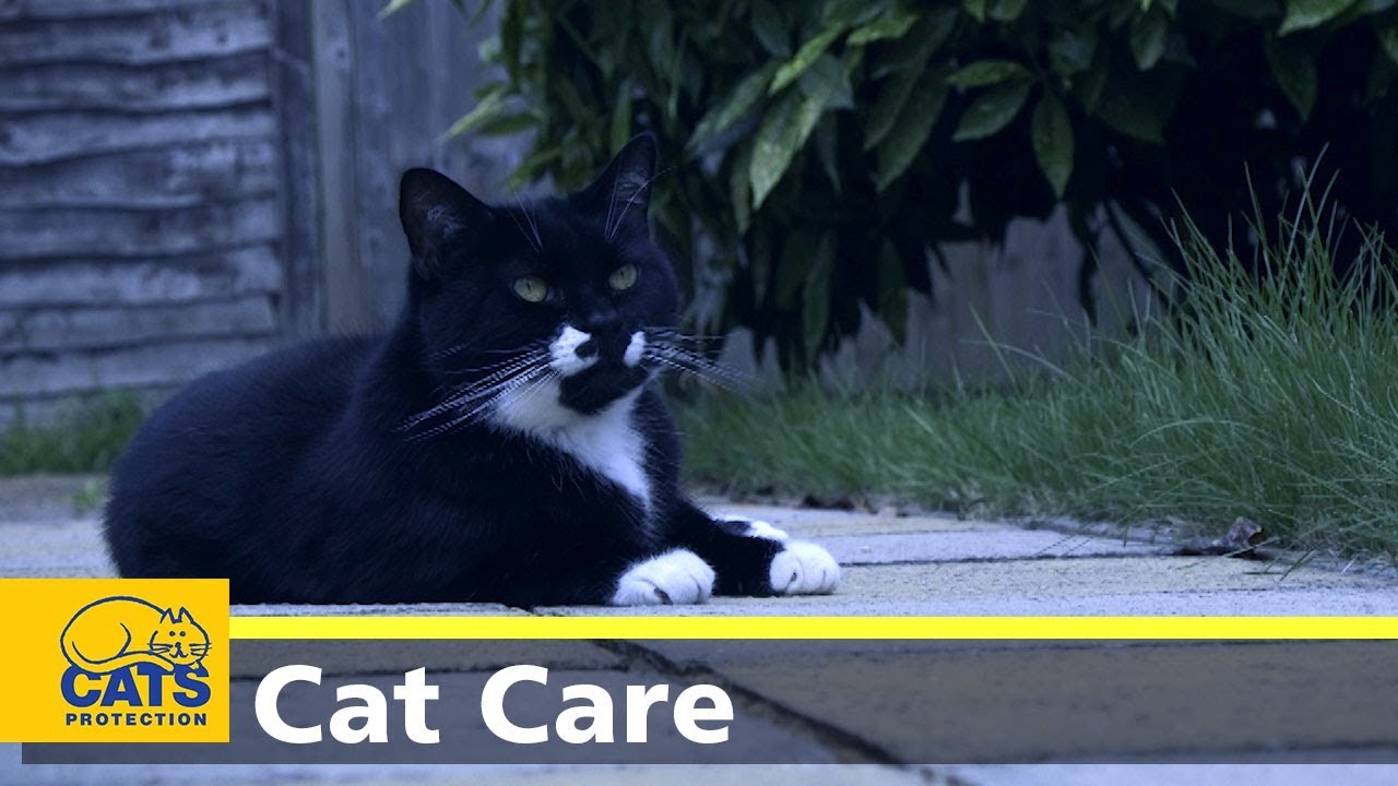 Keeping your cat safe at night