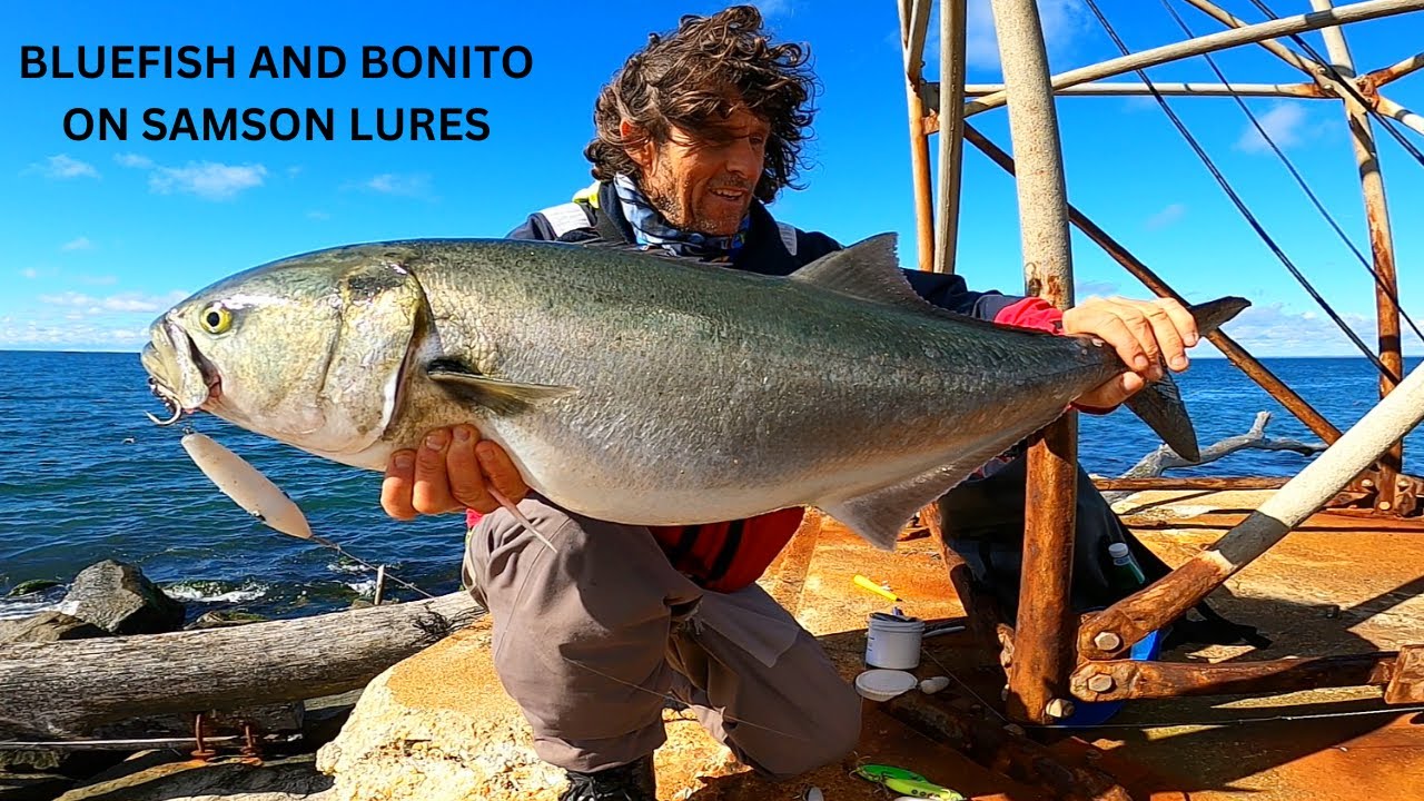 Bluefish and Bonito On Samson Lures Part 2