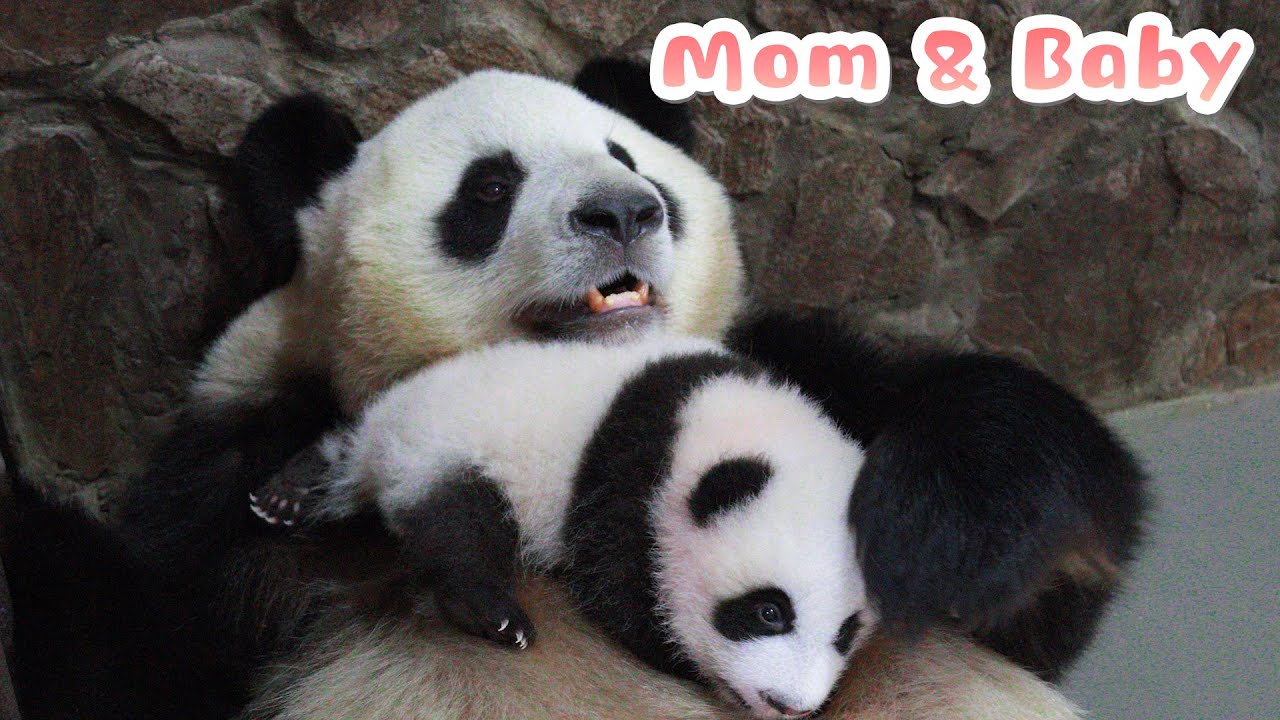 【If Pandas Can Talk】Episode 5 Panda Moms And Their Babies | iPanda