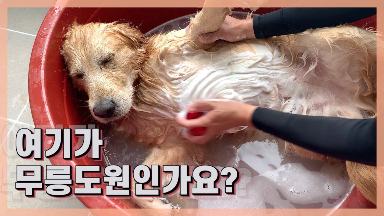 골든리트리버가 빨간대야에서 목욕을??