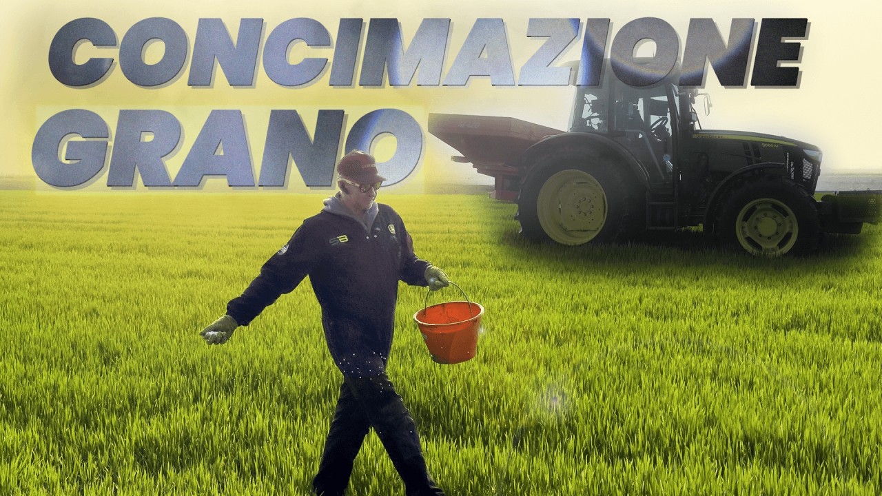 Prima concimazione grano