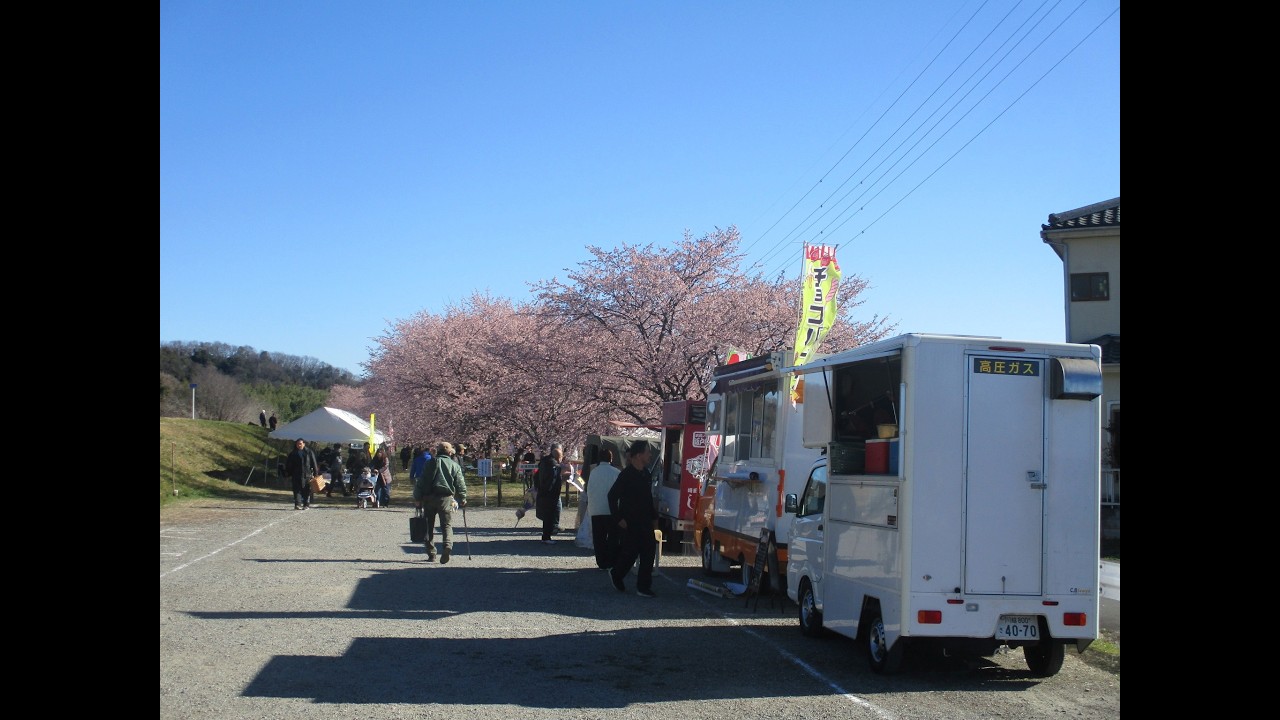 『坂戸にっさい桜まつり（坂戸市）』公園内　約200本・1 2㎞に渡る安行寒桜が満開を迎える桜堤の春　令和８年３月14日（土）