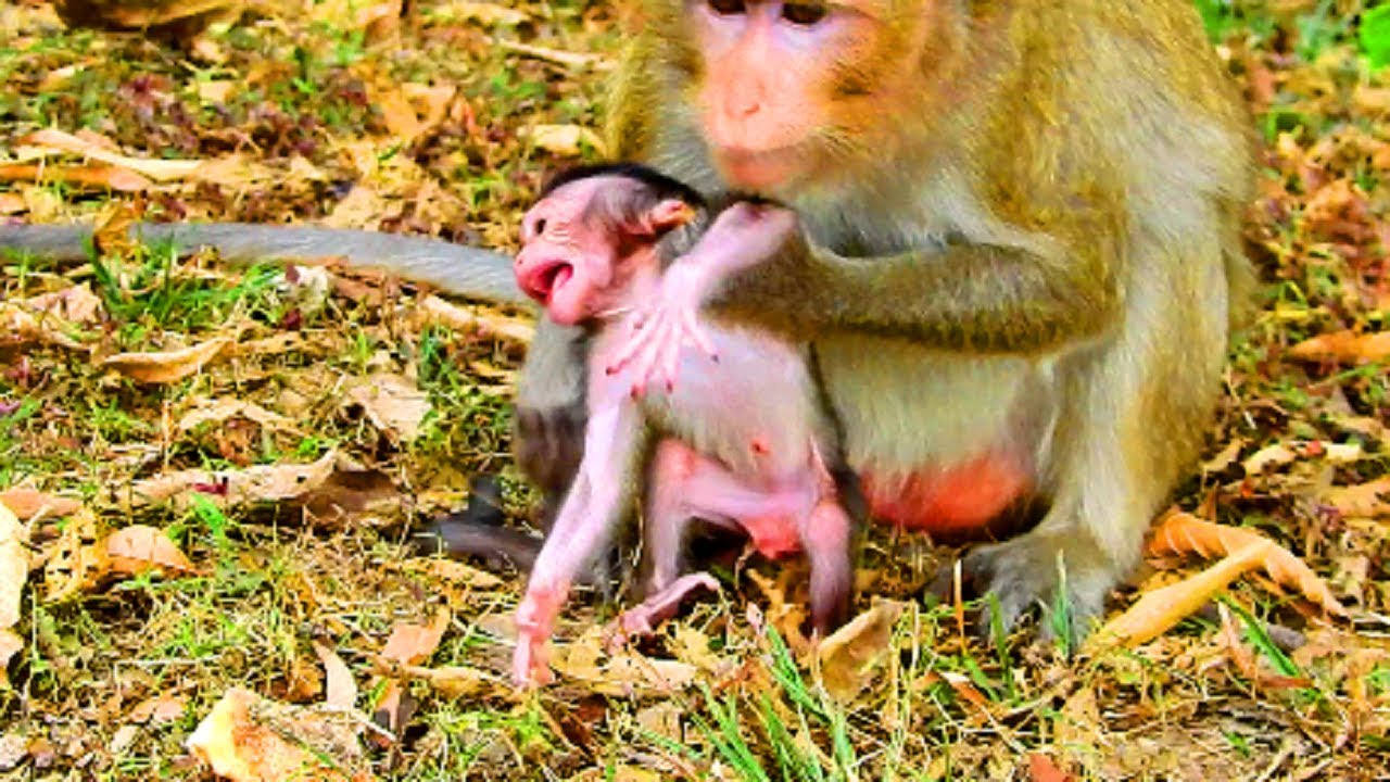 Ah! What mum doing on new baby ?Newborn angry mum much more | New baby hungry milk #887