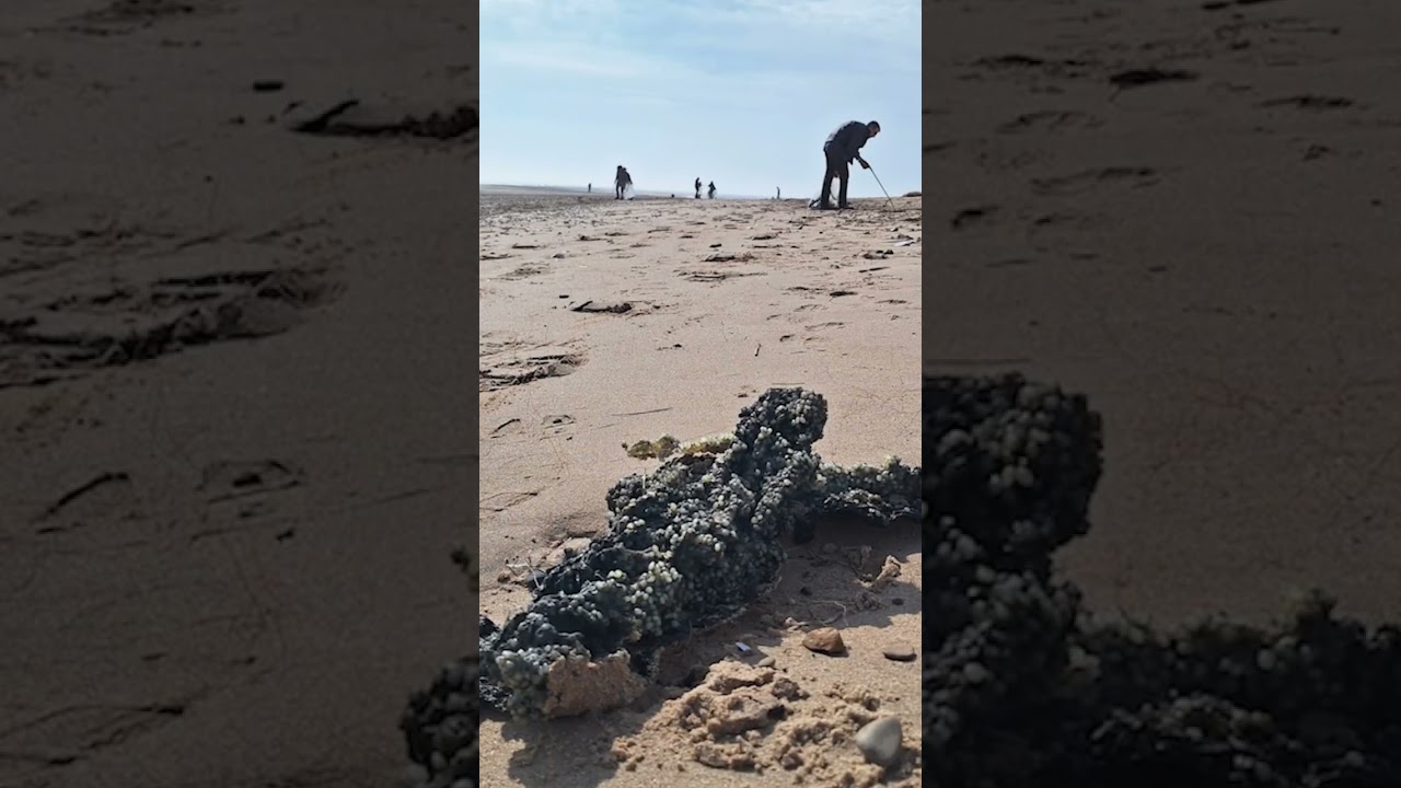 Thanks Nurdle for supporting us last week to tackle the plastic pollution at Gibraltar Point