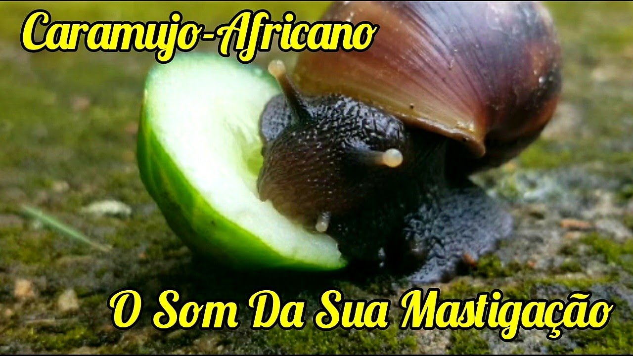 Conheça um Pouco Mais Sobre o Caramujo - Africano e o Som De Sua Mastigação - Ilhabela