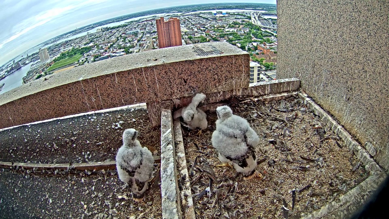 Peregrine Falcon Cam Highlights 2016