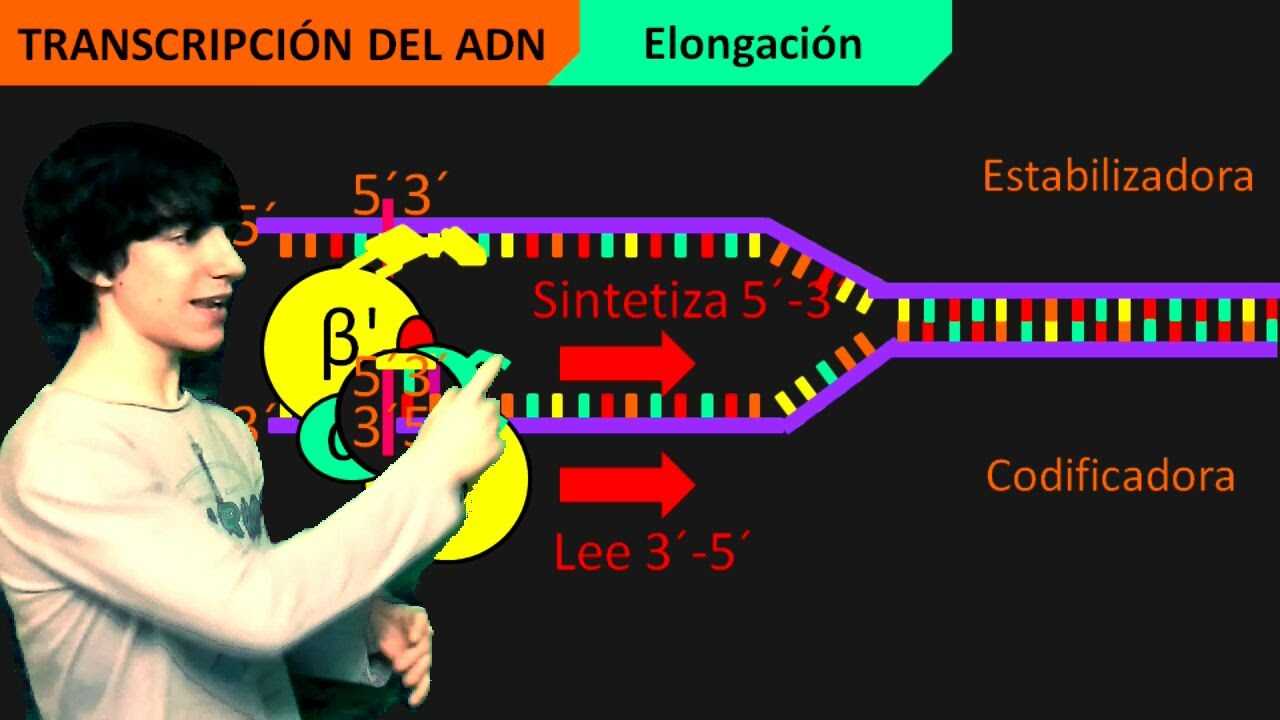 Transcripci&oacute;n del ADN Paso a Paso