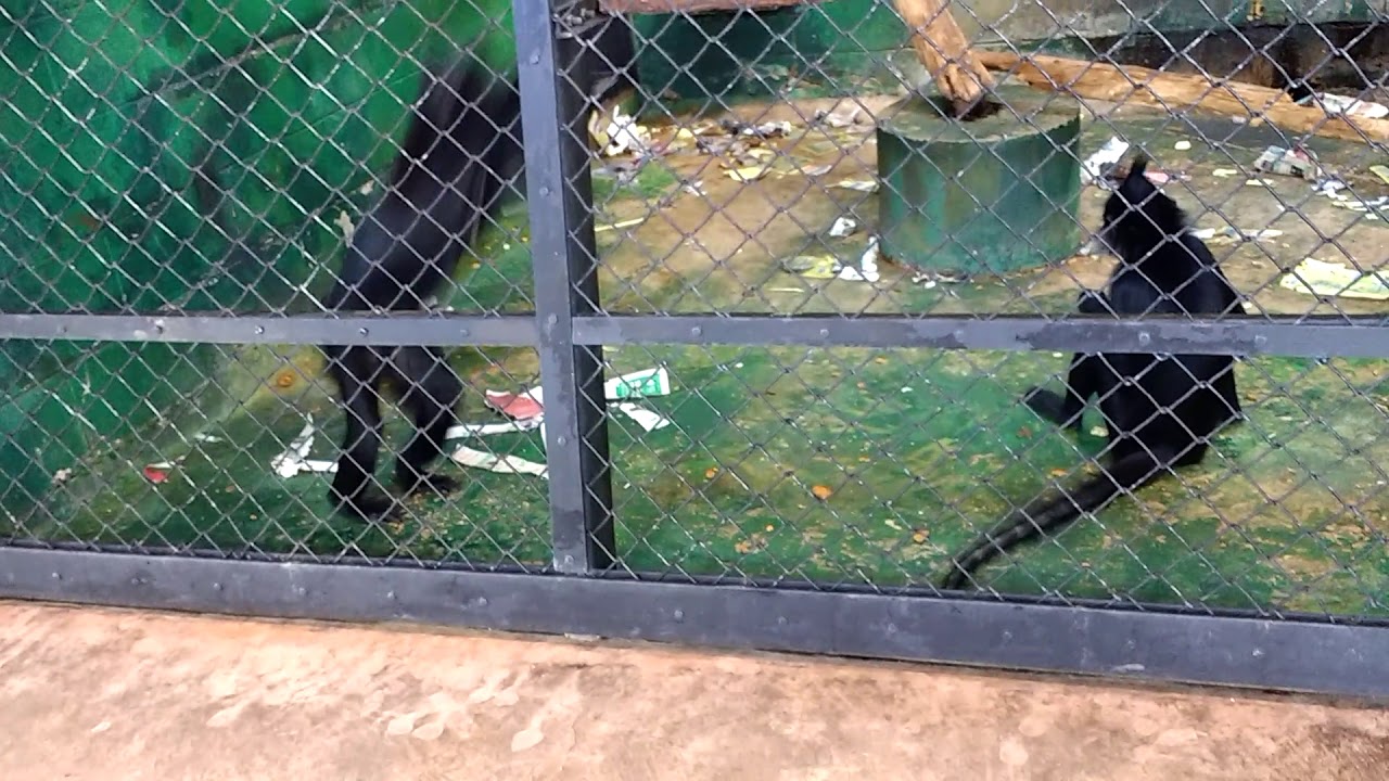 Mangabeys enjoying their time indoors