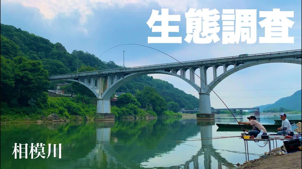 【相模川本流】夏休み！生態調査をしながらへらぶな釣り 神奈川県相模原市
