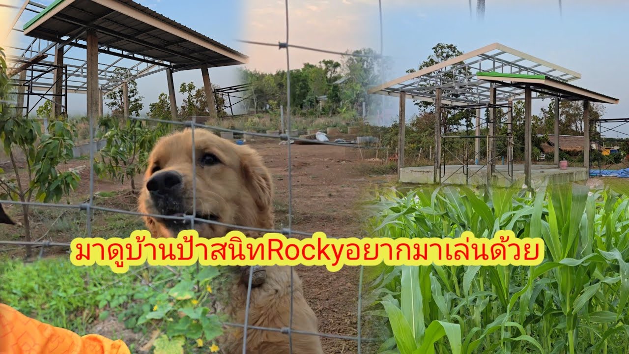 สว. เข้าสวนตามหาสิ่งนี้​สุดอึ้งเมื่อเห็นบ้านป้าสนิท​ช่าง​ทำได้ดีขนาดนี้​