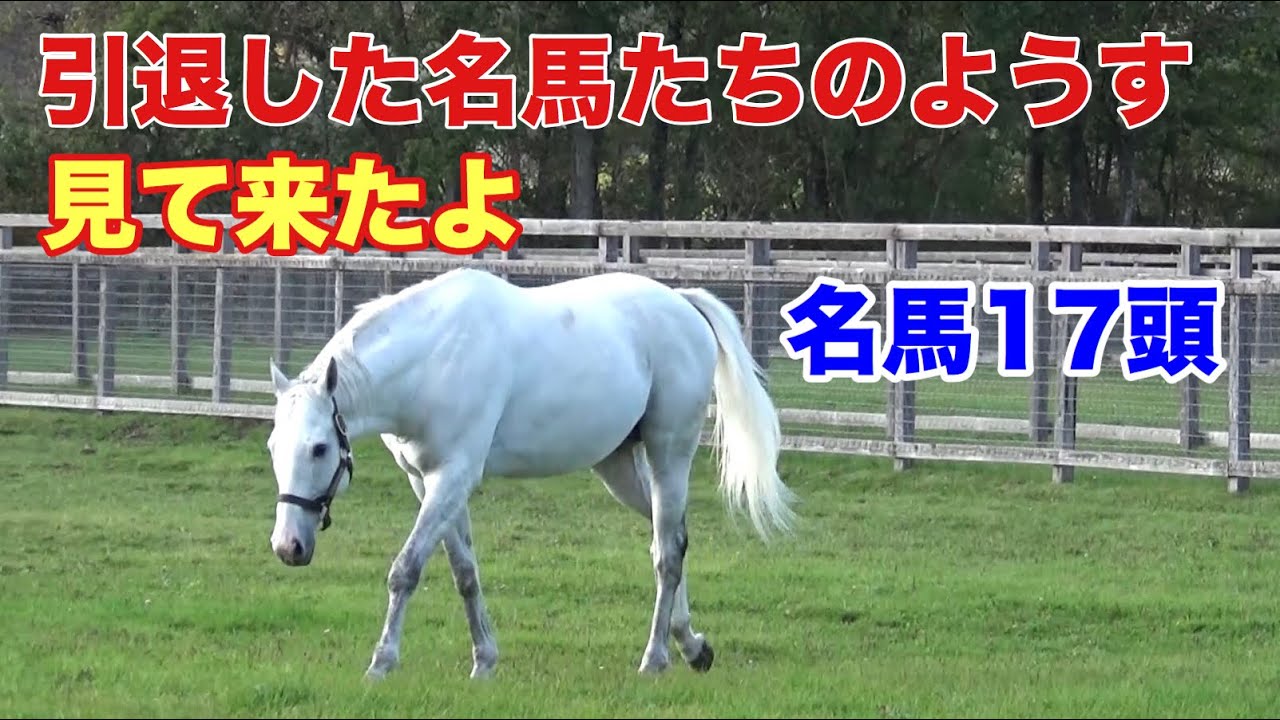 キタサンブラックにゴールドシップ、競馬を沸かせた名馬に会ってきたよ。
