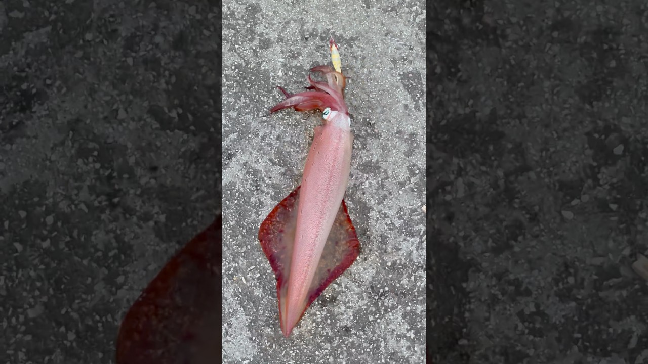 - Day 90- 🎣 kalamar partisi 💃🏼 #balik #fishing #balikavi #balık #baliktutma #deniz  reklam değil