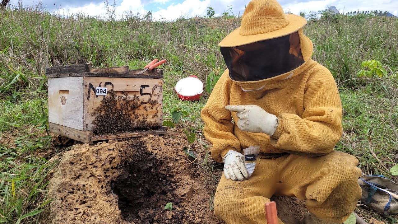 CAPTURA de abelhas AFRICANIZADAS no CUPINZEIRO - RESGATE para iniciantes🍯🐝🙏