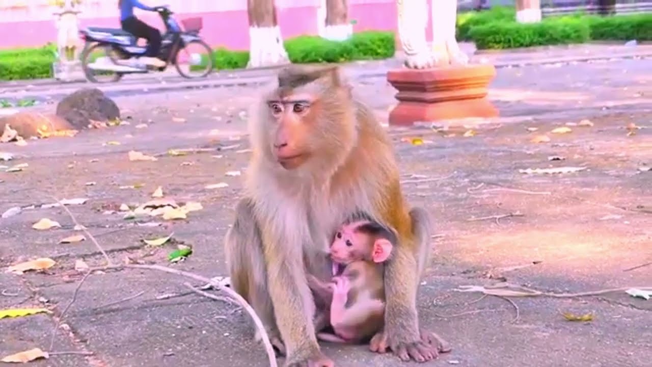 Monkey Sasa and her baby
