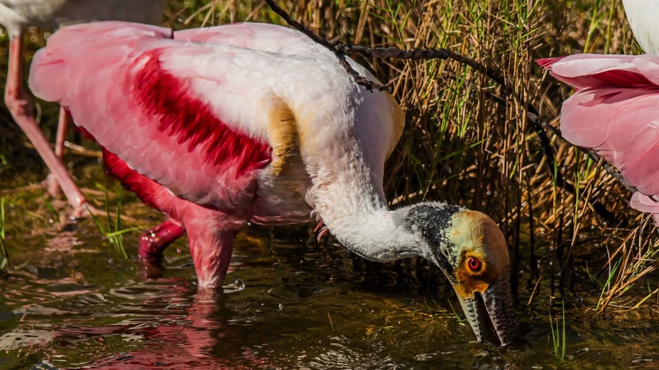Roseate Spoonbill
