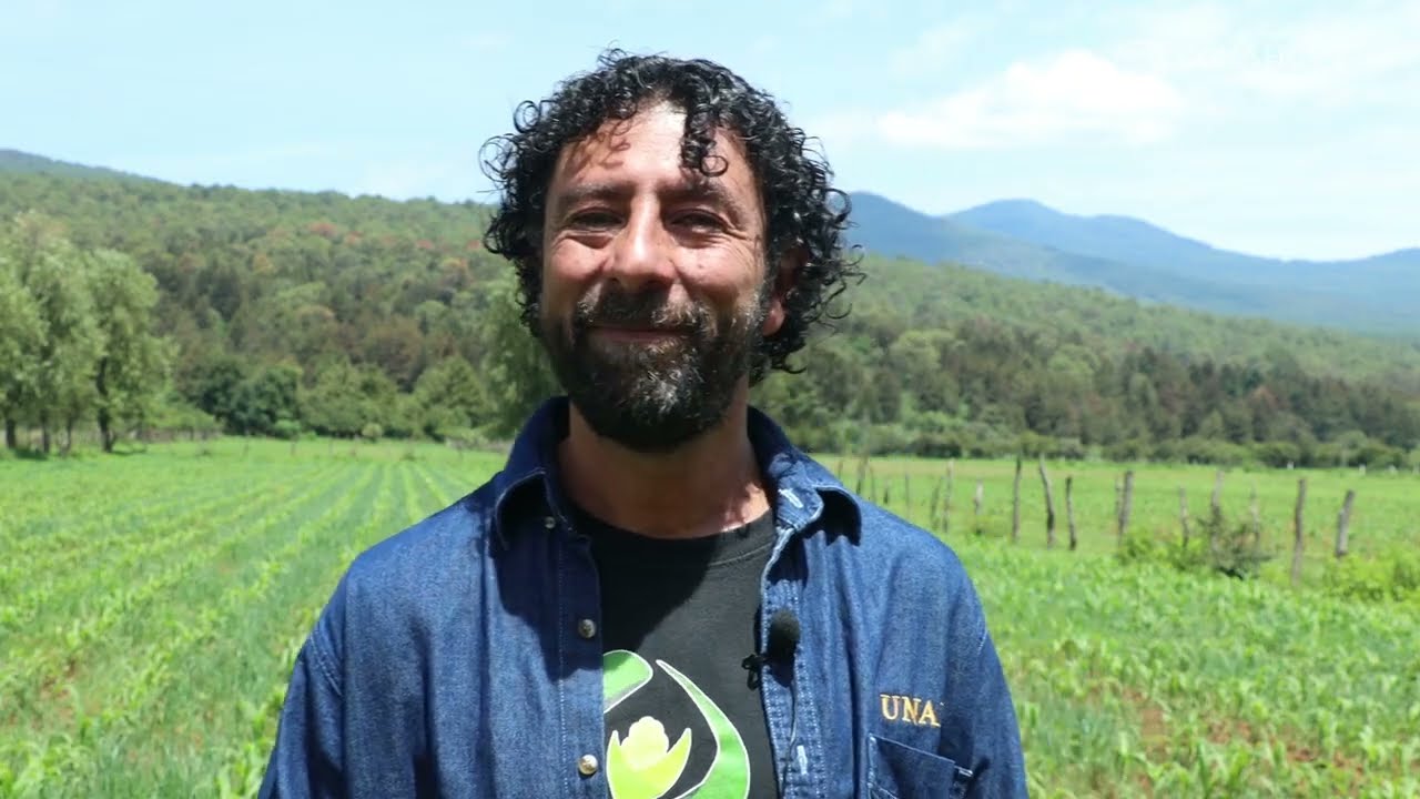 Control biológico de plagas de chapulines con hongos entomopatógenos